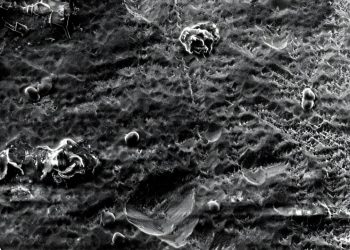 Gemodificeerde bacterie koppelt CO₂-opslag aan metaalwinning